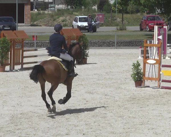 Reitturnier Ingolstadt-Hagau 2017