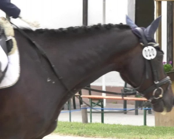 Reitturnier Ingolstadt-Hagau 2017