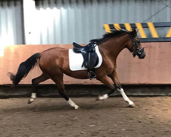 horse Steverheides Dear Darling (German Riding Pony, 2015, from Dressman IV)