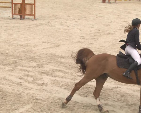 Reitturnier Ingolstadt-Hagau 2017