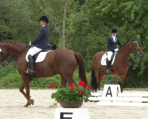 Reitturnier Ingolstadt-Hagau 2017
