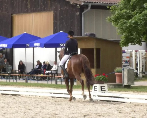 Reitturnier Ingolstadt-Hagau 2017