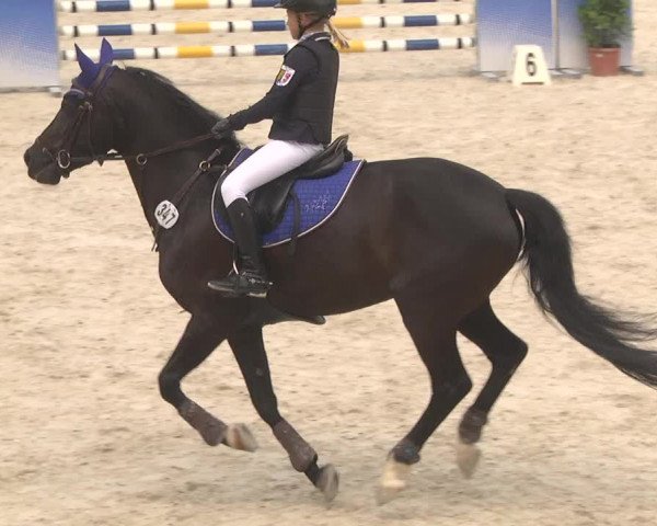 Reitturnier Ingolstadt-Hagau 2017