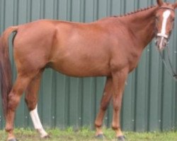 dressage horse Lukas 1027 (German Sport Horse, 2008, from Londonderry)