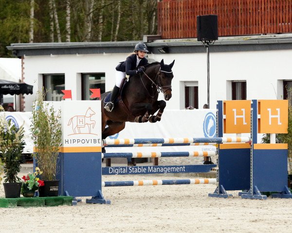 jumper Soeren 9 (Rhinelander, 2009, from Sandro Boy Junior)