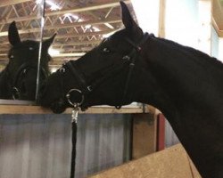 dressage horse Feldjäger (Westphalian, 2013, from For Romance I)