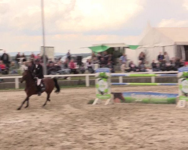 Reitturnier Melle-Ostenfelde 2017