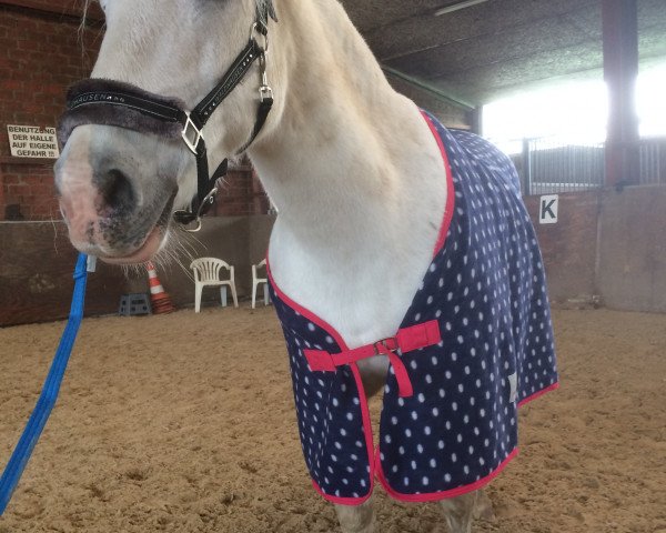 Koń Lotte (Niemiecki Kuc Wierzchowy, 1999)