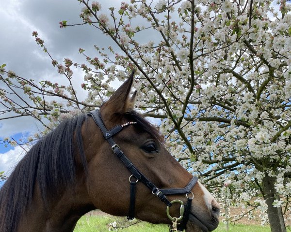 Pferd Fabelle (Trakehner, 2018, von Impetus)