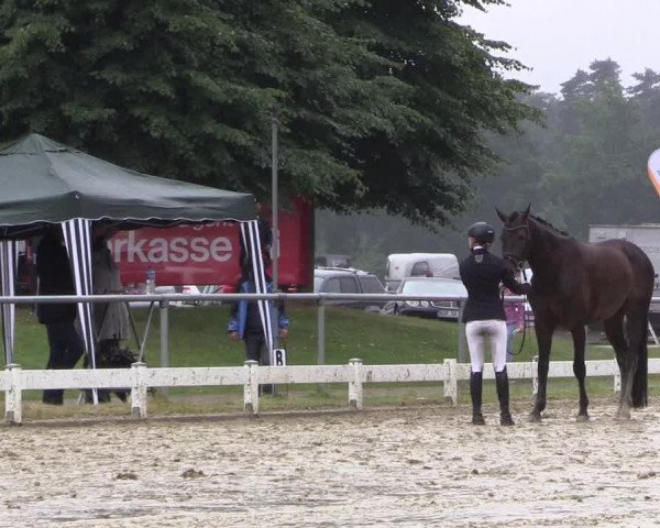Reitturnier Coesfeld/Lette 2017