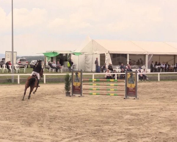 Reitturnier Melle-Ostenfelde 2017