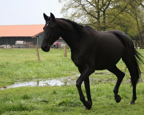 horse St. Paula Smilla (Hanoverian, 2012, from St. Moritz Junior)