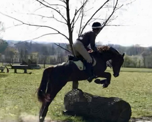 dressage horse Monaco M (German Riding Pony, 2013, from Steendieks Mc Laren)