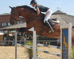 jumper Raul 17 (Holsteiner, 2011, from Numero Uno)