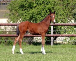 Springpferd Crazy Peter 3 (Westfale, 2019, von Canturo)