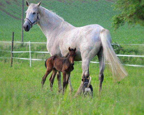 Cavallo Leffecta (Westfale, 2018, di Lassar)