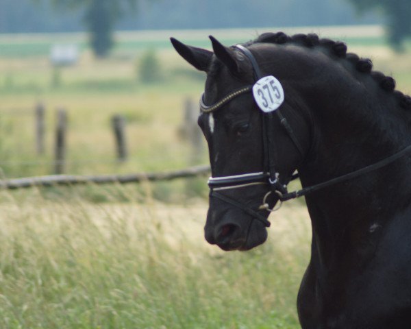 Dressurpferd Favori De Luxe (Oldenburger, 2015, von Fairytale)
