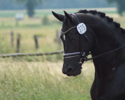 dressage horse Favori De Luxe (Oldenburg, 2015, from Fairytale)