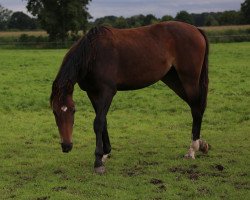 jumper Baloundra (Westphalian, 2014, from Balous Diamond)