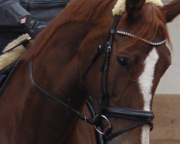 dressage horse Fräulein Bambi (Zweibrücken, 2007, from Florentianer)