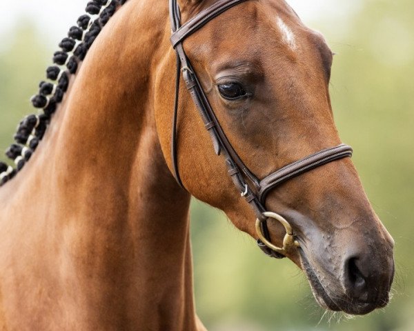 jumper Aequitus Vh Bergerhof Z (Zangersheide riding horse, 2015, from Andiamo)