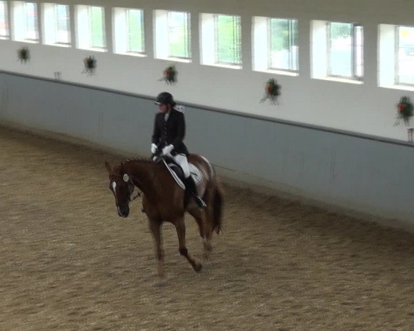 Reitturnier Melle-Ostenfelde 2017
