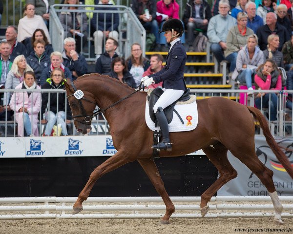 Dressurpferd Quatermaster 3 (Deutsches Sportpferd, 2014, von Quaterback)