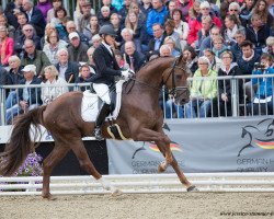 stallion Fine Romance (Oldenburg, 2014, from For Romance I)
