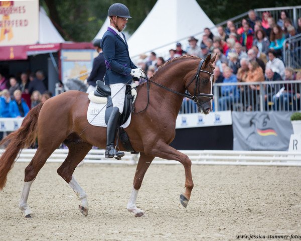 stallion DSP Belgardo (German Sport Horse, 2014, from Best of Gold)