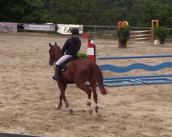 Reitturnier Kalenborn Hegehof 2017