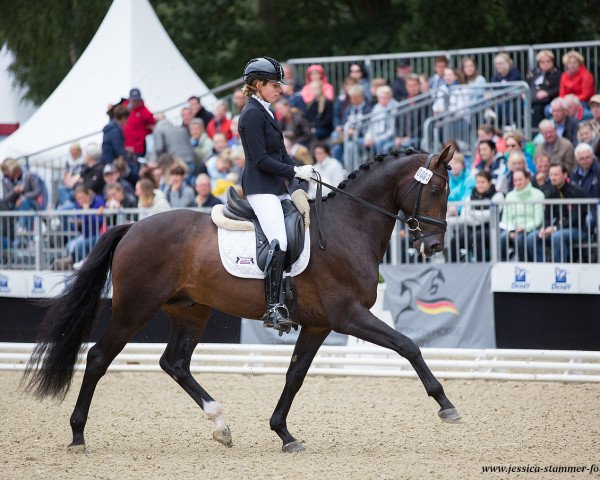 Deckhengst Reve 4 (Deutsches Sportpferd, 2014, von Rankrado)