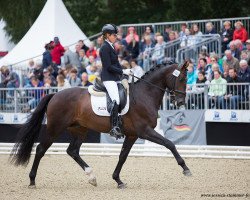 Deckhengst Reve 4 (Deutsches Sportpferd, 2014, von Rankrado)