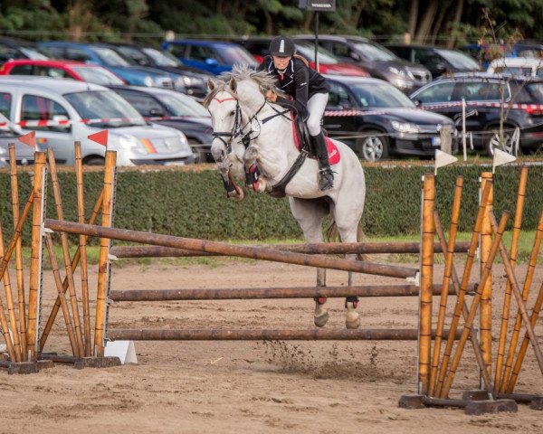 broodmare Landfee 58 (German Sport Horse, 2008, from Levisto's Big Boy)