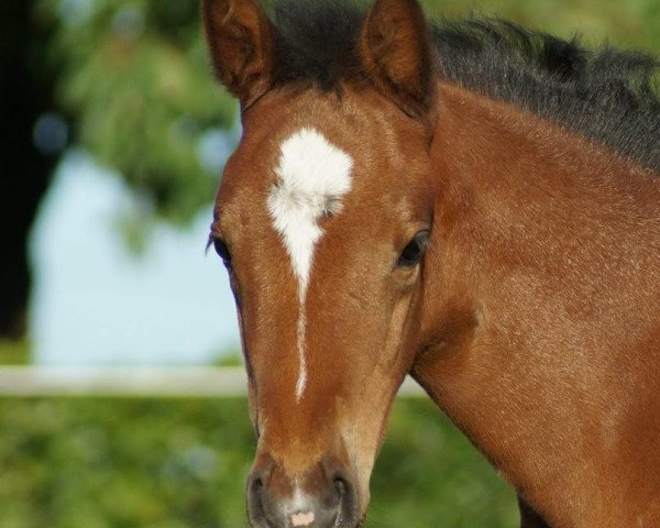 Springpferd Cascalida 3 (Westfale, 2018, von Cascadello)