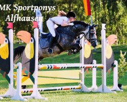 stallion Vangelis 11 (German Riding Pony, 2008, from Voyage)