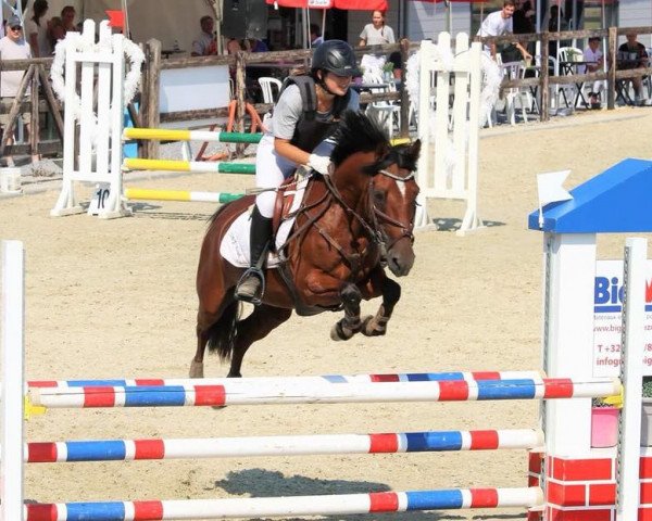 Zuchtstute H-DS De La Genestre (Belgisches Reitpony, 2003, von Shining Starr Aristo)