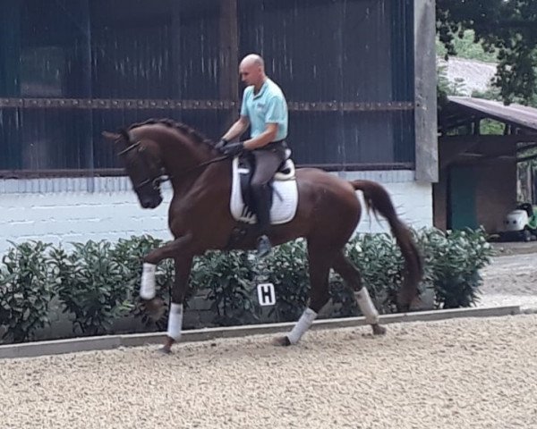 horse Wallach von Livaldon/Weltmeyer (Hanoverian, 2014, from Livaldon) horse Wallach von Livaldon/Weltmeyer (Hanoverian, 2014, from Livaldon)