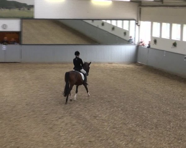 Reitturnier Melle-Ostenfelde 2017