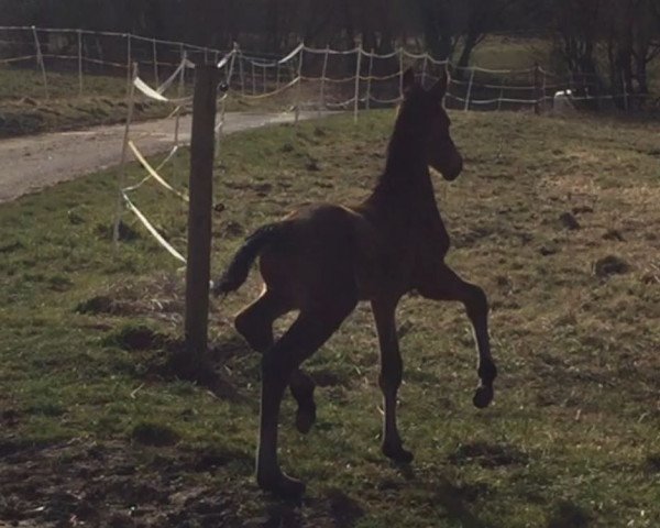 horse Artis Ahray (German Sport Horse, 2017, from Adoro)