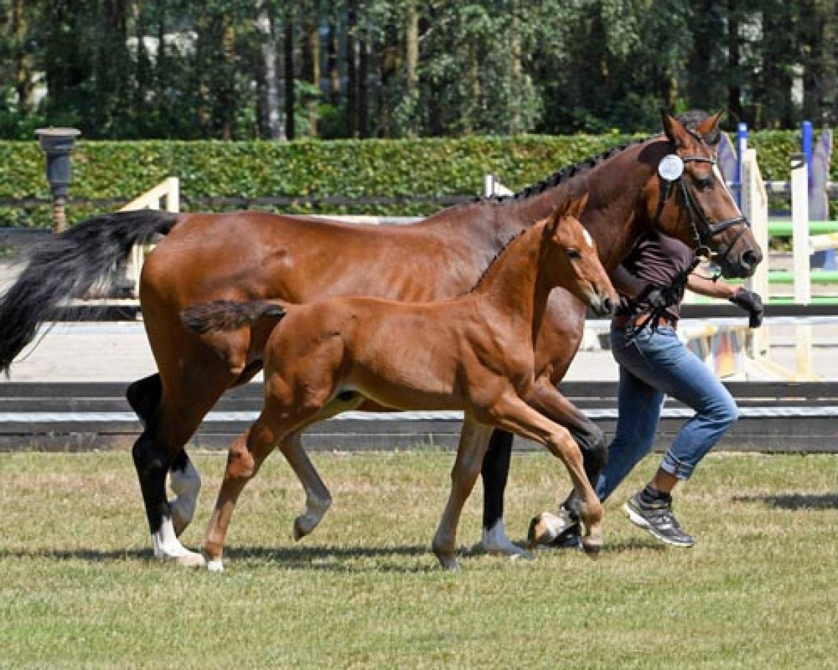Spranghest Lord Lennart Vk (Oldenburger spranghest, 2018, fra Pikeur Lord Fauntleroy)