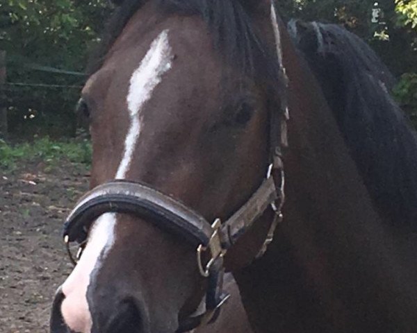 Zuchtstute Monterey Rose (Deutsches Reitpony, 2015, von Dance Star AT NRW)