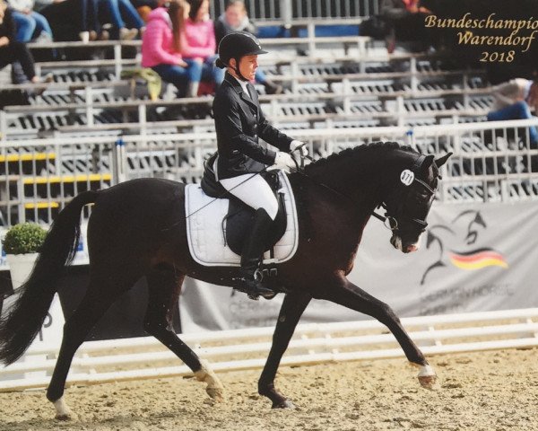 dressage horse Dream Lover 4 (German Riding Pony, 2015, from D-Day AT)