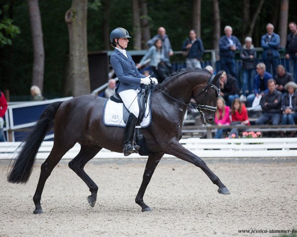 stallion Fürstenspiegel (Oldenburg, 2013, from Fürstenball)