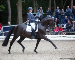 stallion Fürstenspiegel (Oldenburg, 2013, from Fürstenball)