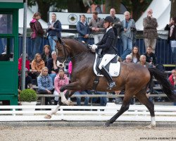 dressage horse Flawless Diamond 2 (Rhinelander, 2013, from Feedback 16)