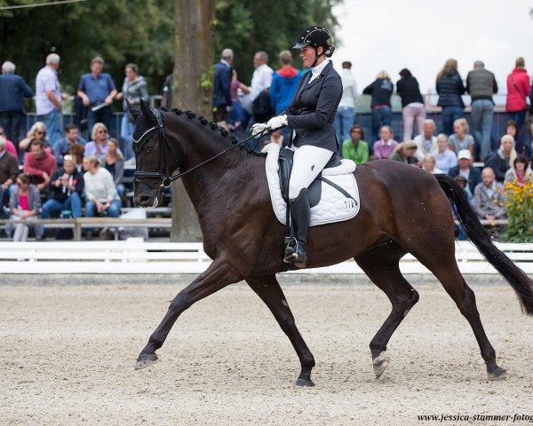 dressage horse Dresscode 8 (Westphalian, 2013, from Destano)