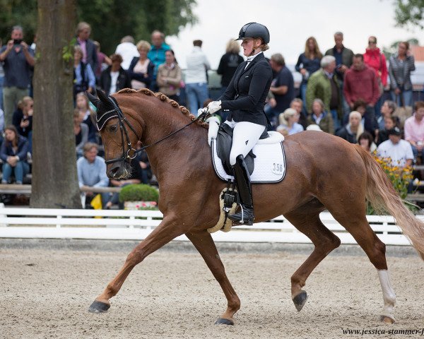 Dressurpferd Donna Frederika 2 (Westfale, 2013, von Don Frederic 3)