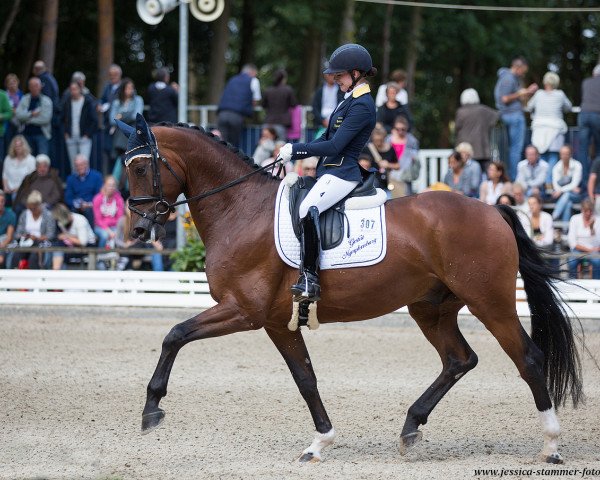 Dressurpferd Descando (Westfale, 2013, von Diamond Hit)