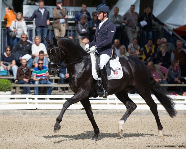 dressage horse Daou TB (Oldenburg, 2013, from Damon Hill)