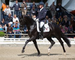 dressage horse Daou TB (Oldenburg, 2013, from Damon Hill)